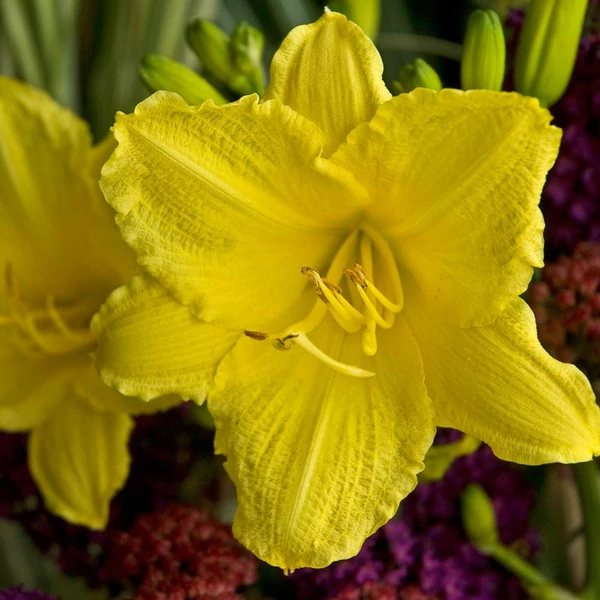 Hemerocallis 'Happy Returns' – Sásliliom
