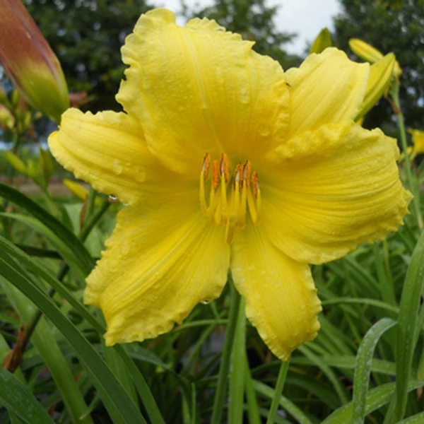 Hemerocallis 'Happy Returns' – Sásliliom