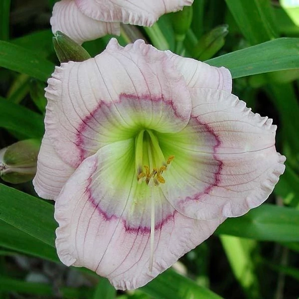 Hemerocallis 'Siloam David Kirchhoff' – Sásliliom