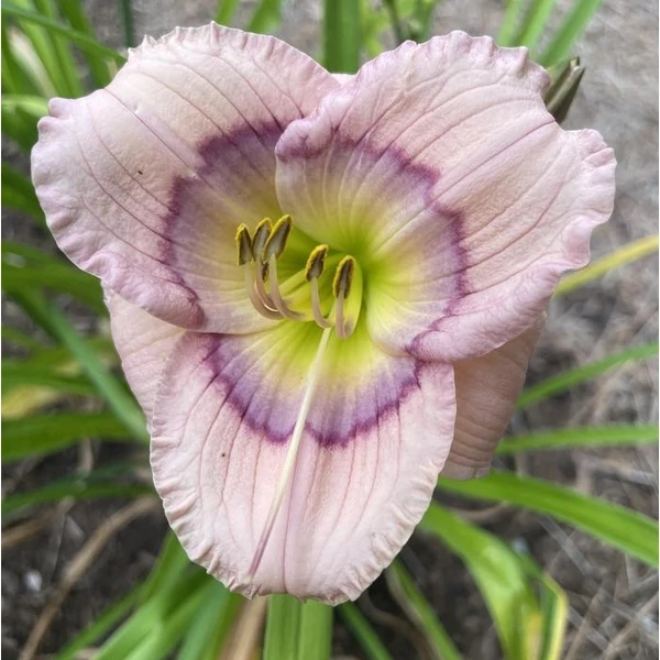 Hemerocallis 'Siloam David Kirchhoff' – Sásliliom
