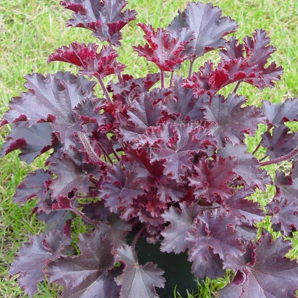 Heuchera americana 'Melting Fire' - Amerikai tűzeső