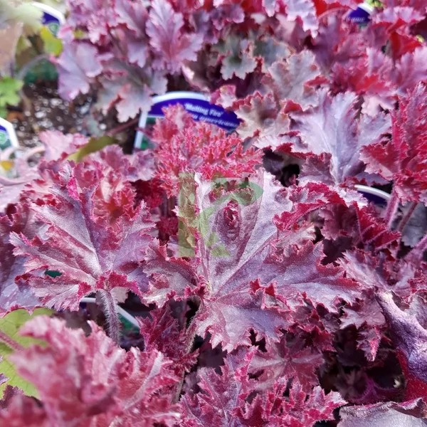 Heuchera americana 'Melting Fire' - Amerikai tűzeső