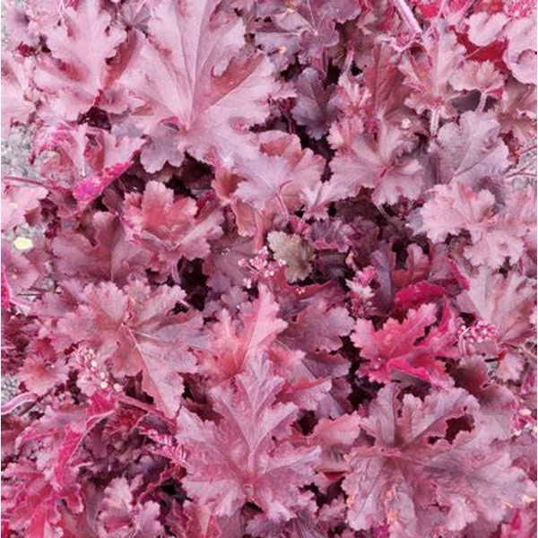 Heuchera americana 'Melting Fire' - Amerikai tűzeső