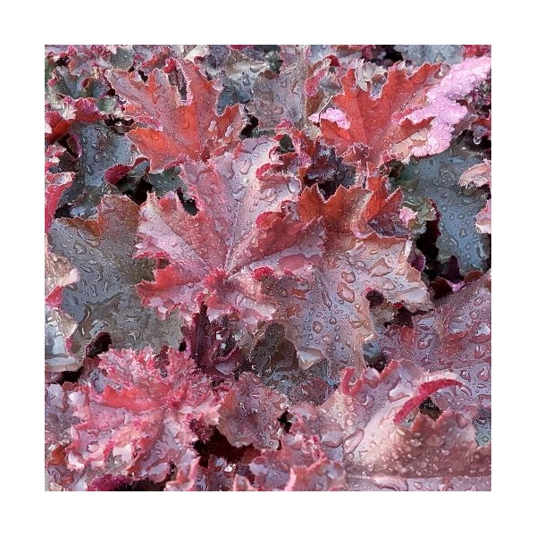 Heuchera americana 'Melting Fire' - Amerikai tűzeső