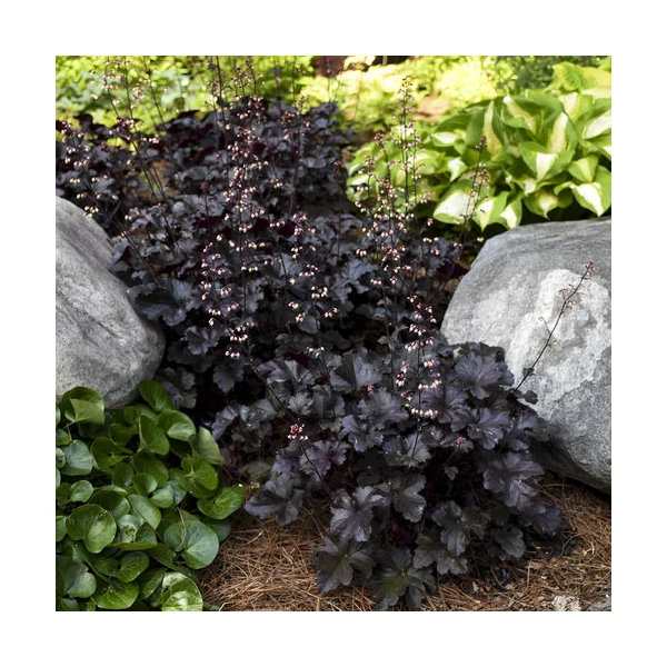 Heuchera villosa 'Black Pearl' – Tűzeső