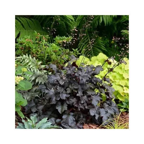 Heuchera villosa 'Black Pearl' – Tűzeső