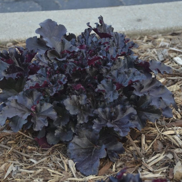 Heuchera villosa 'Black Pearl' – Tűzeső