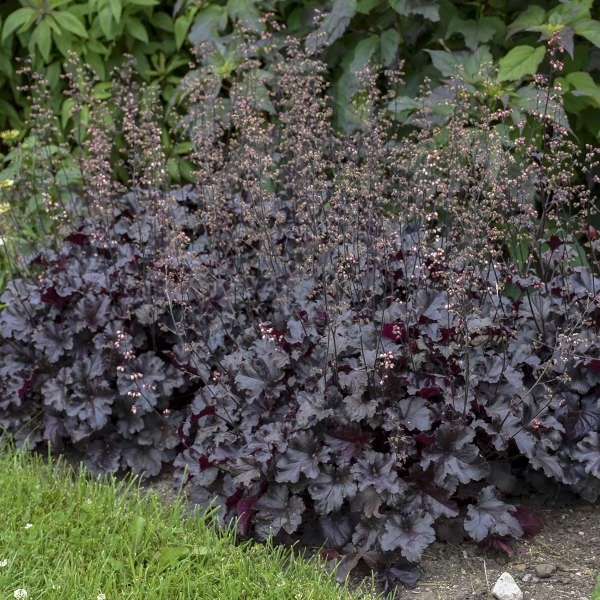 Heuchera villosa 'Black Pearl' – Tűzeső
