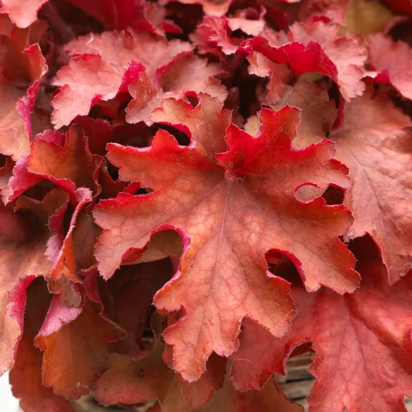 Heuchera 'Cranberry' – Tűzeső