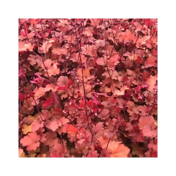 Heuchera 'Cranberry' – Tűzeső