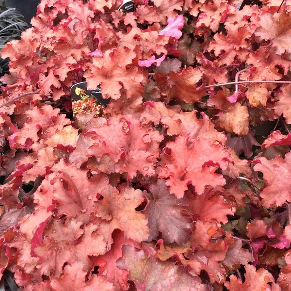 Heuchera 'Cranberry' – Tűzeső