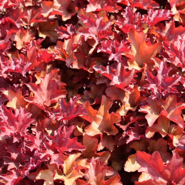 Heuchera 'Cranberry' – Tűzeső