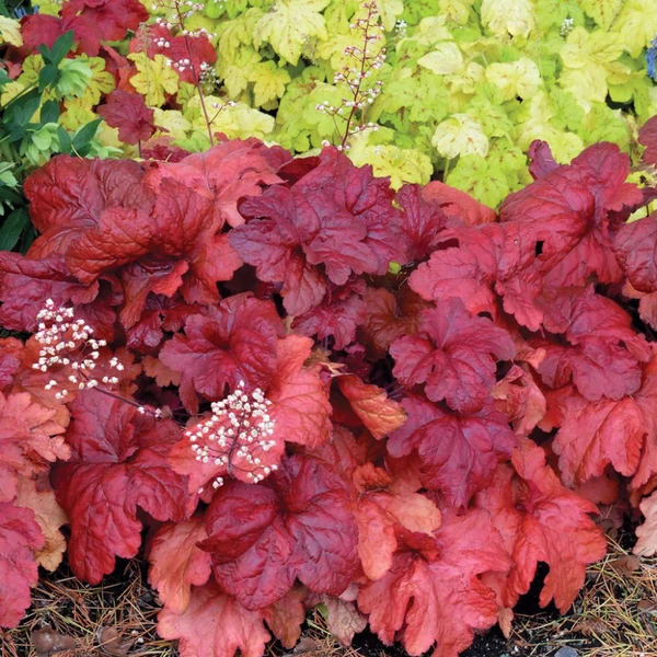 Heuchera 'Fire Alarm' – Tűzeső