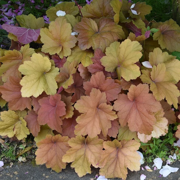 Heuchera 'Kassandra' – Tűzeső