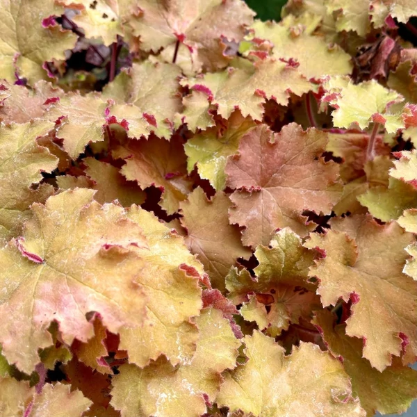 Heuchera 'Kassandra' – Tűzeső