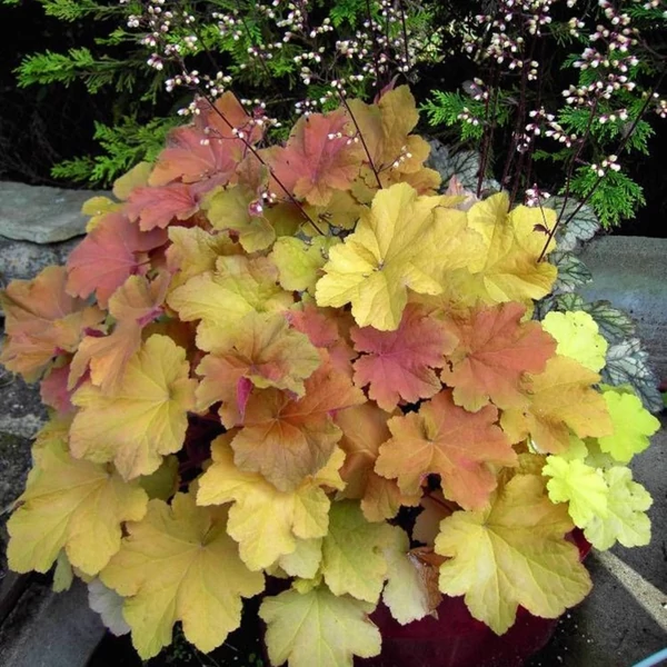 Heuchera 'Kassandra' – Tűzeső