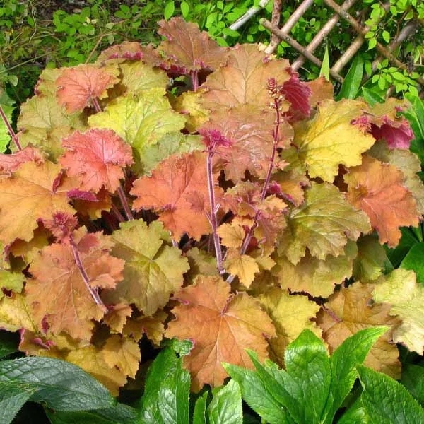Heuchera 'Kassandra' – Tűzeső