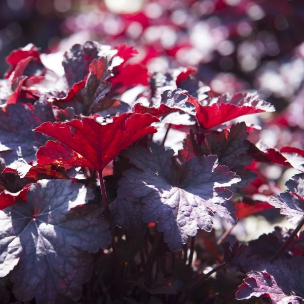 Heuchera micrantha 'Palace Purple' – Tűzeső