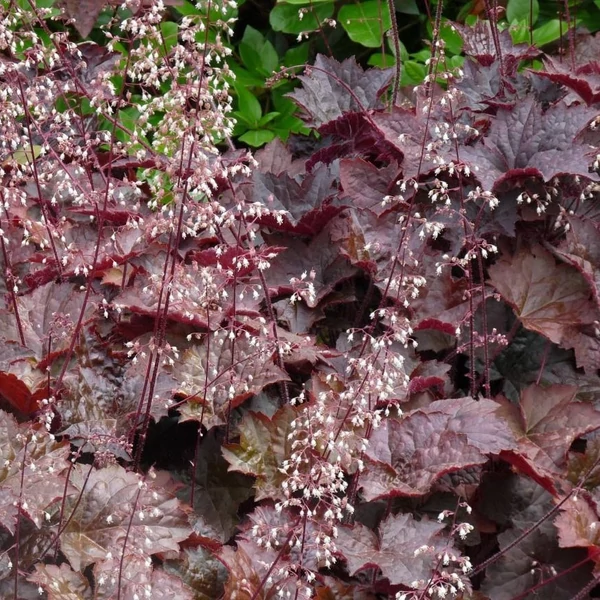 Heuchera micrantha 'Palace Purple' – Tűzeső