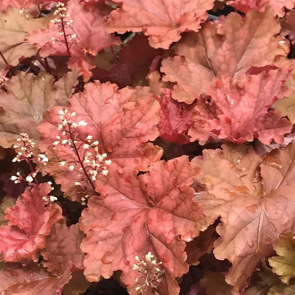 Heuchera 'Peachberry Ice' – Tűzeső