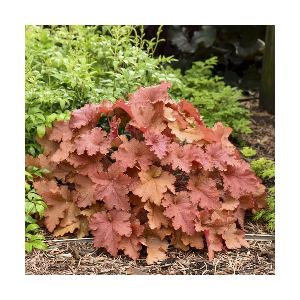 Heuchera 'Peachberry Ice' – Tűzeső