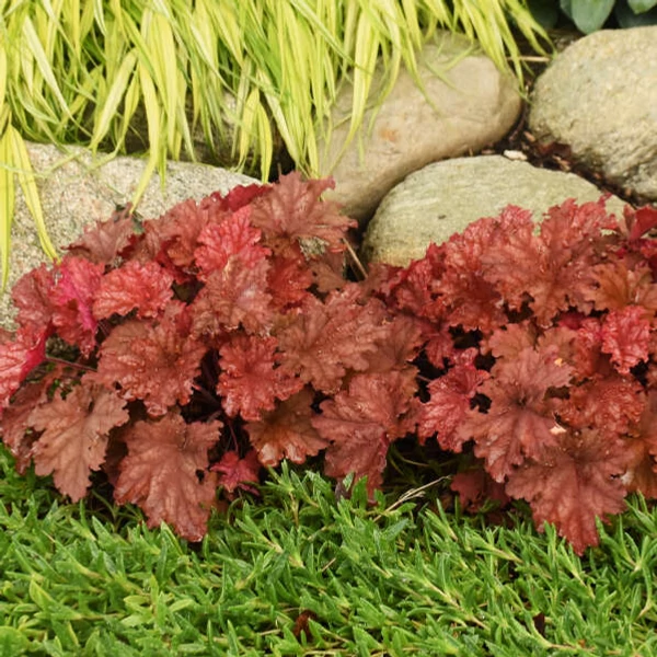 Heuchera 'Peachberry Ice' – Tűzeső