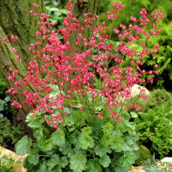 Heuchera sanguinea 'Leuchtkäfer' – Vérvörös tűzeső