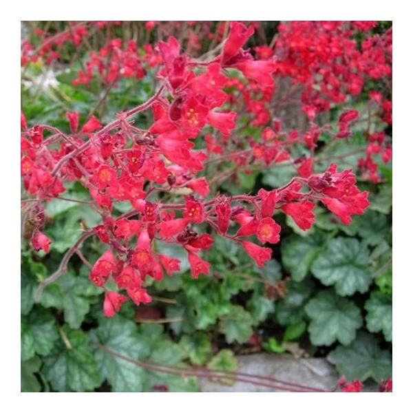 Heuchera sanguinea 'Leuchtkäfer' – Vérvörös tűzeső