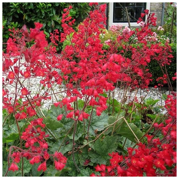 Heuchera sanguinea 'Leuchtkäfer' – Vérvörös tűzeső