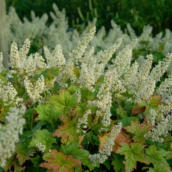 Heuchera villosa 'Chantilly' – Tűzeső