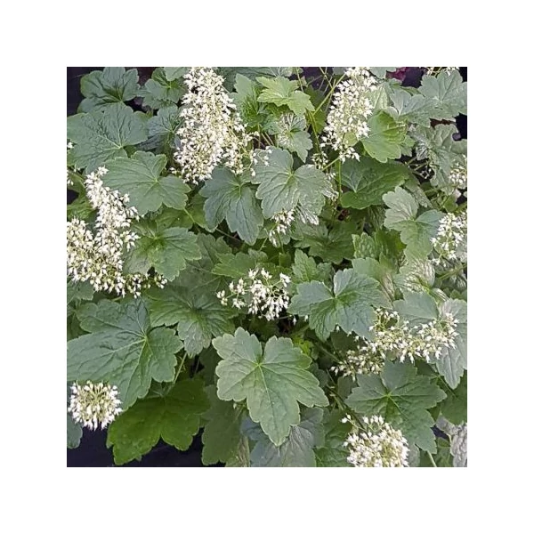 Heuchera villosa 'Chantilly' – Tűzeső