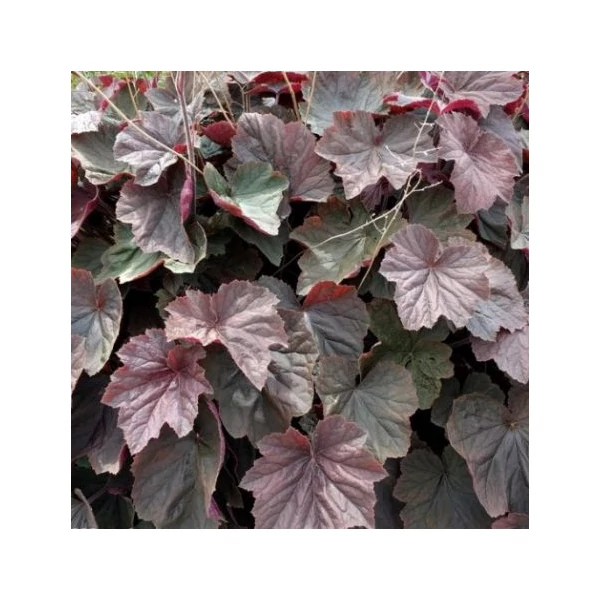 Heuchera 'XXL' – Tűzeső