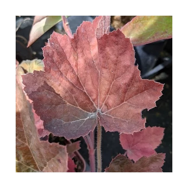 Heuchera 'XXL' – Tűzeső
