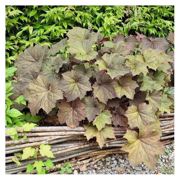 Heuchera 'XXL' – Tűzeső