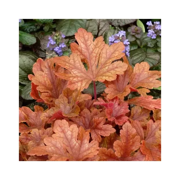 Heucherella x 'Buttered Rum' – Turbáncső