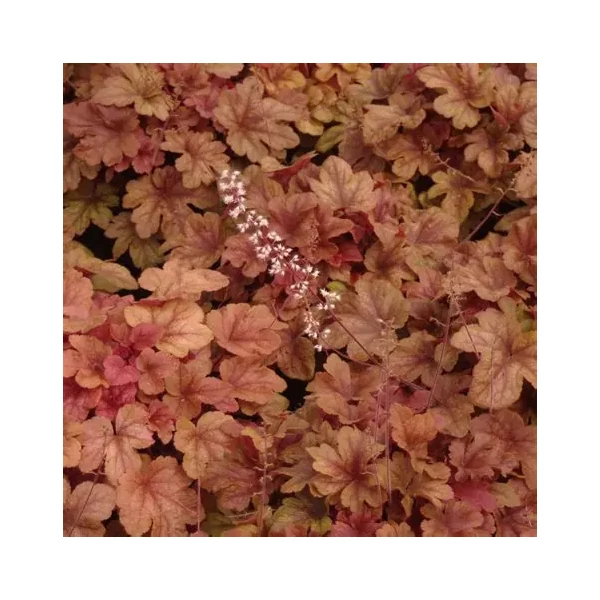 Heucherella x 'Buttered Rum' – Turbáncső