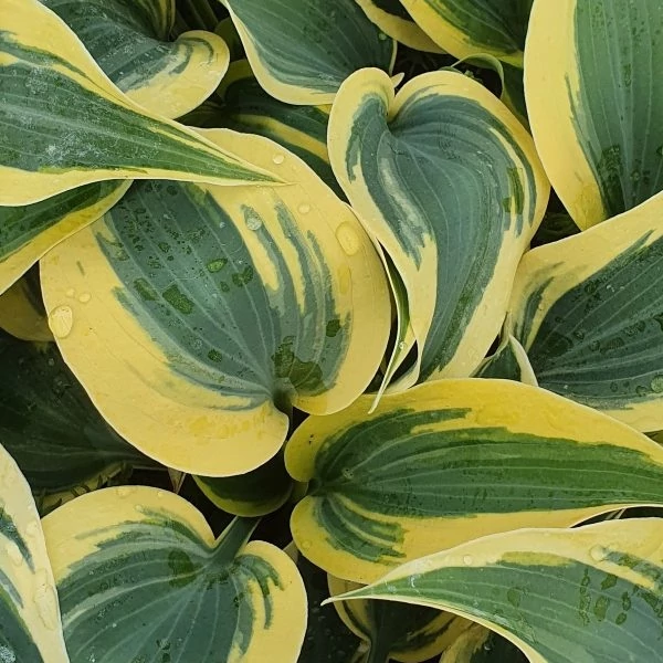 Hosta 'Autumn Frost' – Árnyékliliom