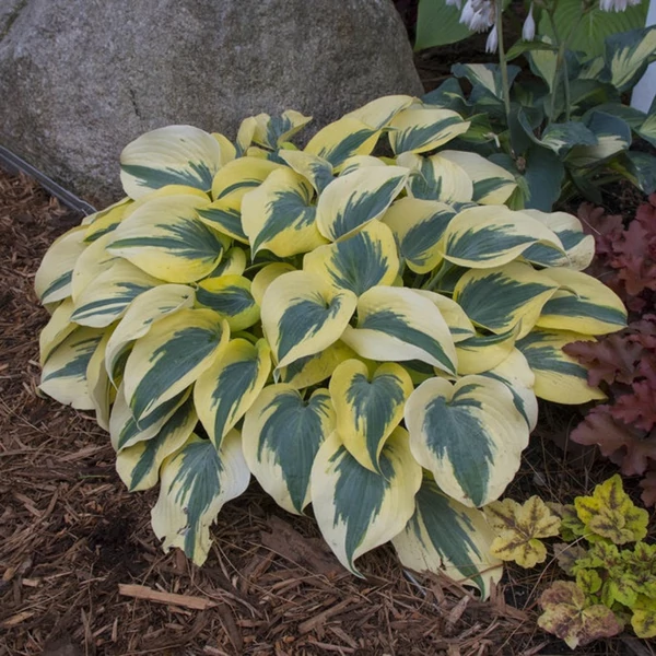 Hosta 'Autumn Frost' – Árnyékliliom
