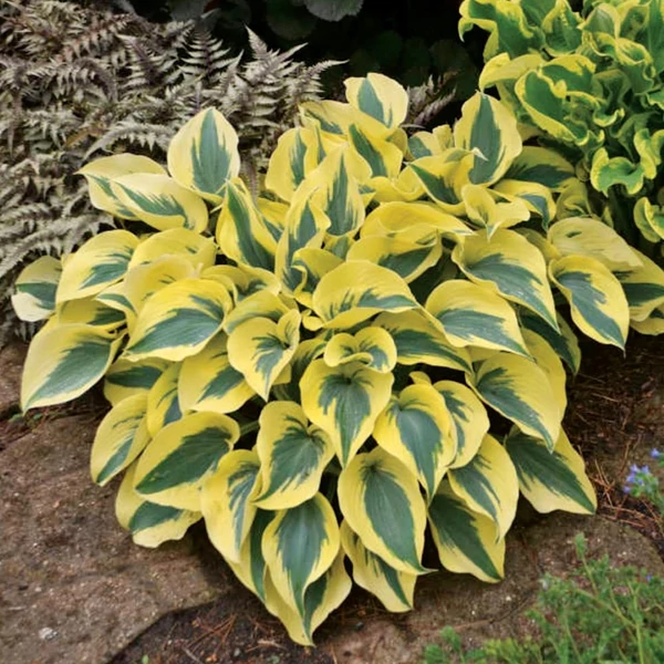 Hosta 'Autumn Frost' – Árnyékliliom