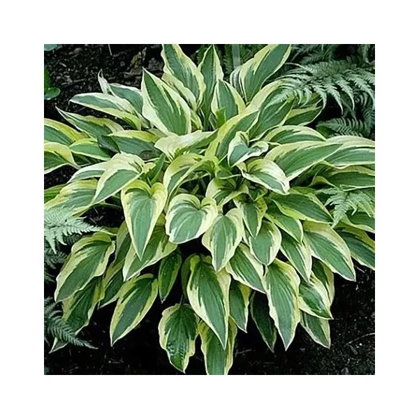 Hosta 'Lakeside Dragonfly' – Árnyékliliom