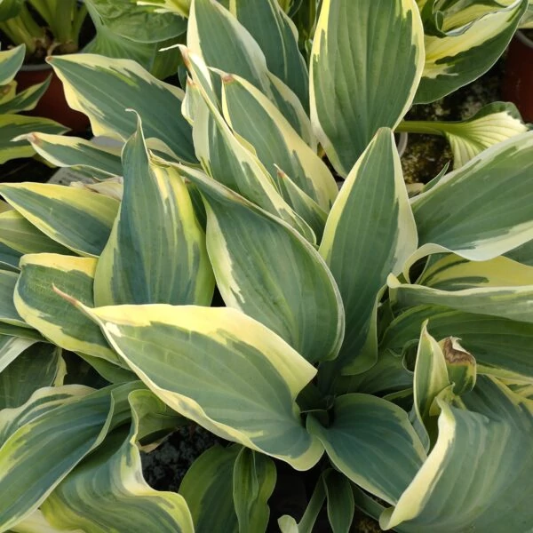 Hosta 'Lakeside Dragonfly' – Árnyékliliom