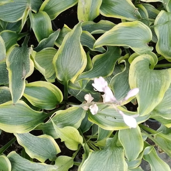 Hosta 'Alvatine Taylor' – Árnyékliliom