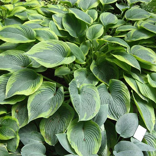 Hosta 'Alvatine Taylor' – Árnyékliliom