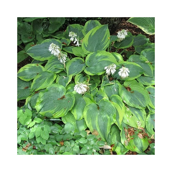 Hosta 'Alvatine Taylor' – Árnyékliliom