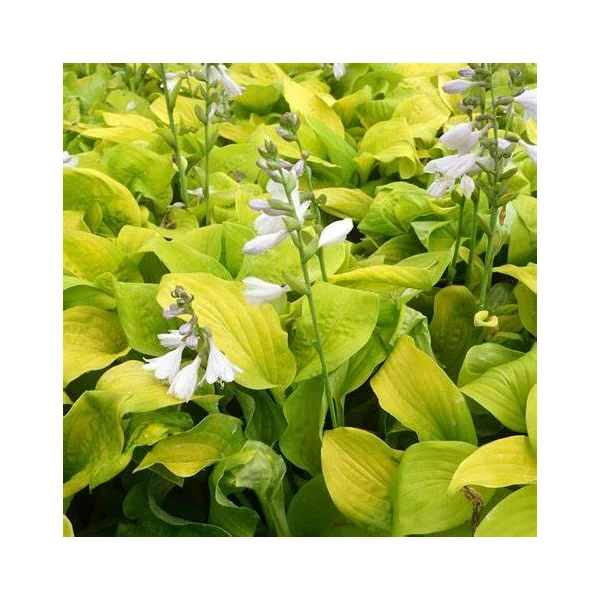 Hosta 'August Moon' – Árnyékliliom