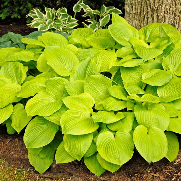 Hosta 'August Moon' – Árnyékliliom