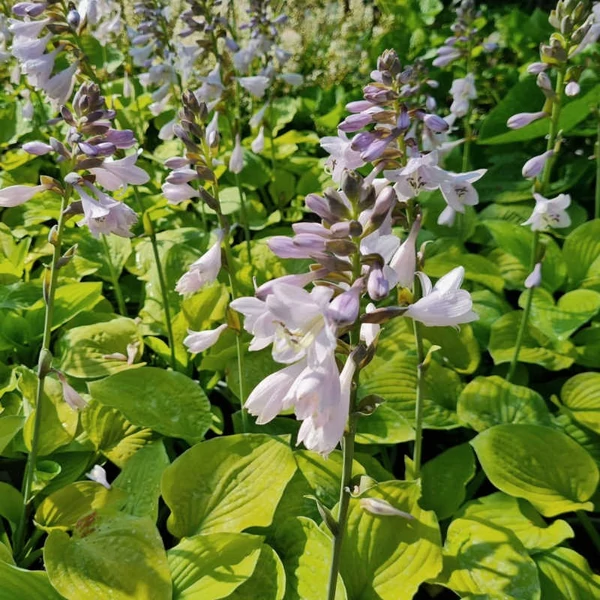 Hosta 'August Moon' – Árnyékliliom