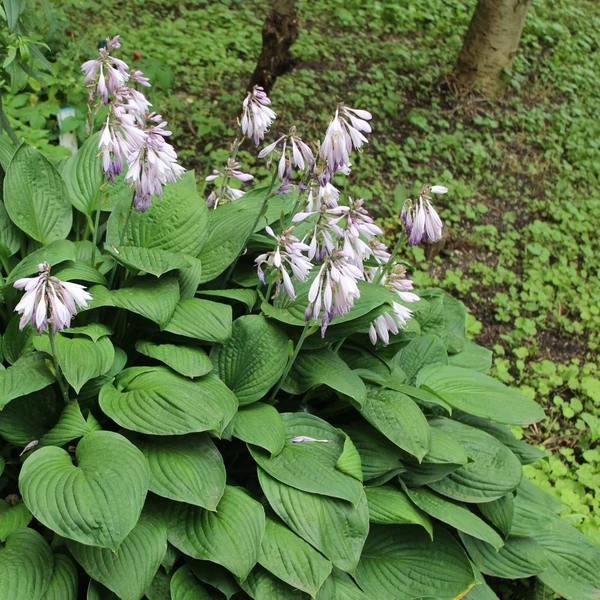 Hosta 'Elegans' - Árnyékliliom