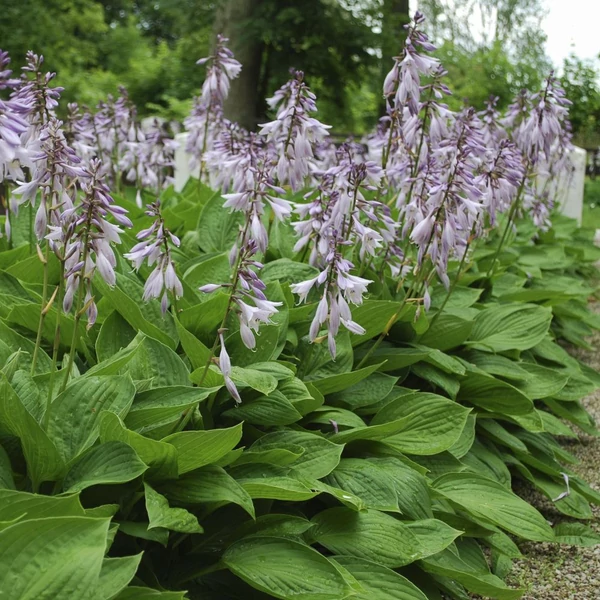 Hosta 'Elegans' - Árnyékliliom