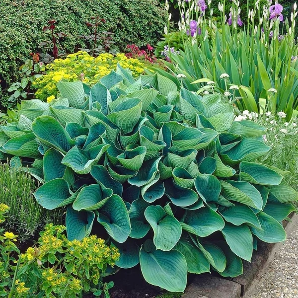 Hosta 'Elegans' - Árnyékliliom
